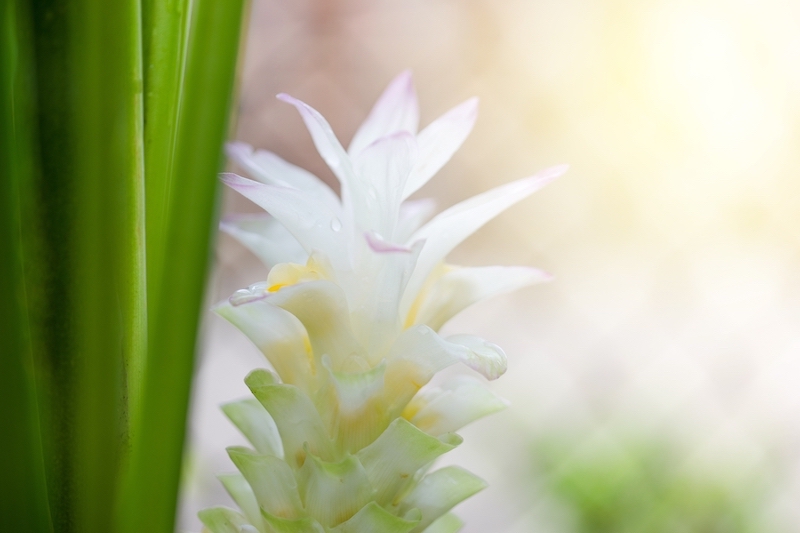 biały kwiat kurkuma w zbliżeniu