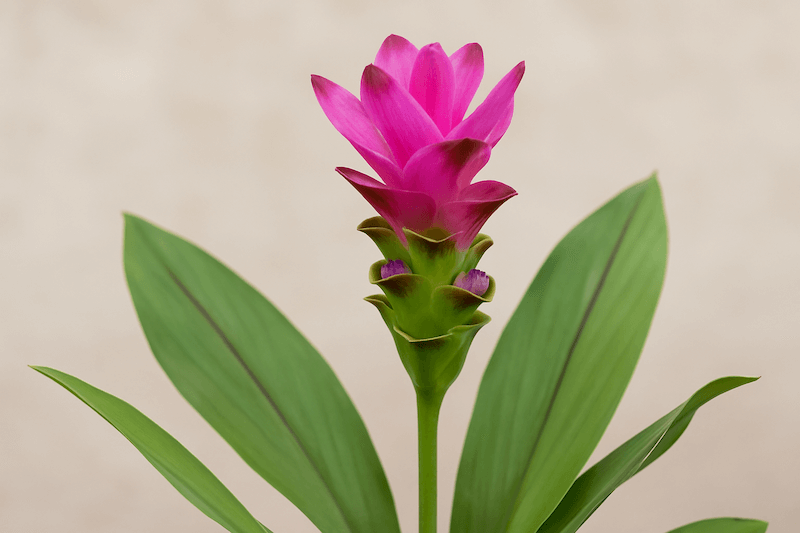 intensywny kolor kwiatu kurkumy