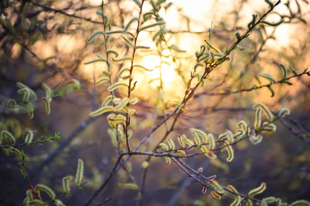 wierzba ‘Kilmarnock’ wierzba pleciona iwa ‘Kilmarnock’