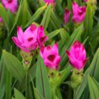 Kwiat kurkuma – wymagania, uprawa i pielęgnacja w domu