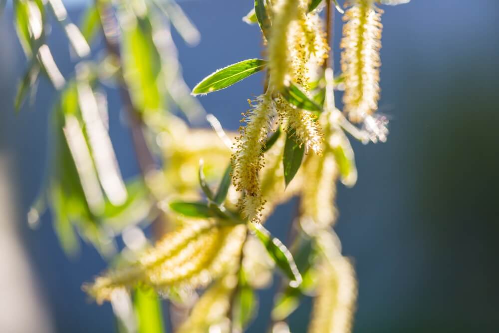 wierzba pleciona - zbliżenie na kwitnienie wierzba pleciona z bliska