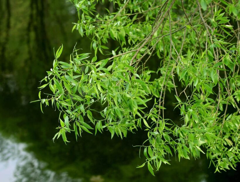 Wierzba pleciona – sadzenie i uprawa w ogrodzie