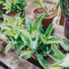 Żyworódka Daigremonta – jak uprawiać „matkę milionów”? Poradnik