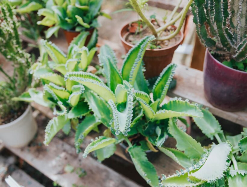 Żyworódka Daigremonta – jak uprawiać „matkę milionów”? Poradnik