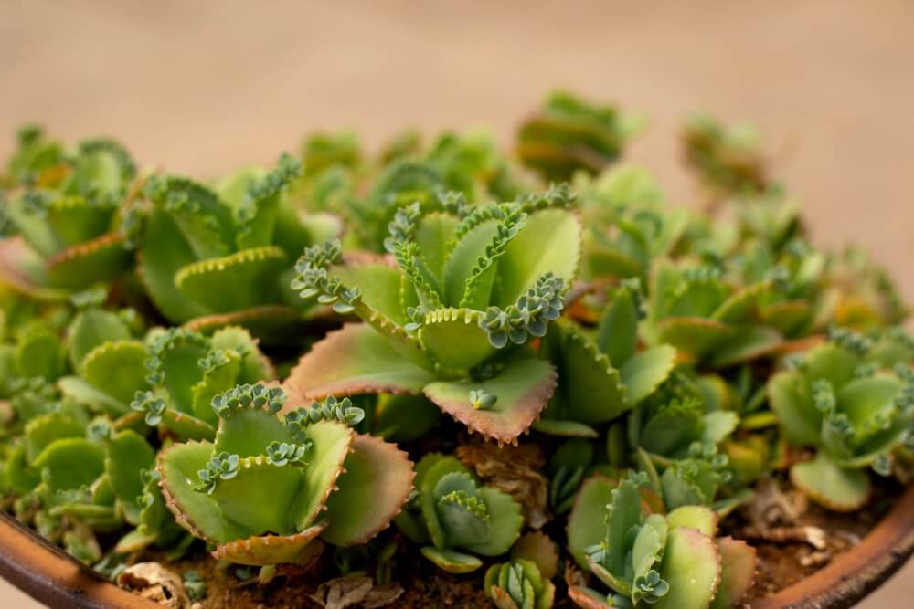 żyworódka Daigremonta - uprawa żyworódka Daigremonta w donicy