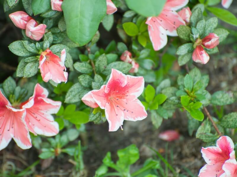 azalia na pniu posadzona w ziemi azalia na pniu posadzona w ogrodzie