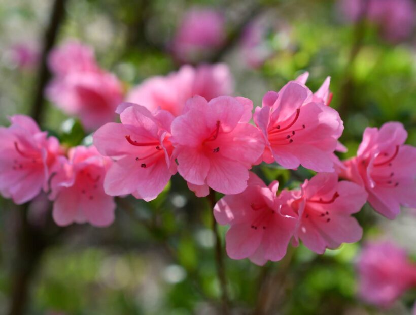 Azalia na pniu – wybór, uprawa, pielęgnacja. Poradnik ogrodniczy