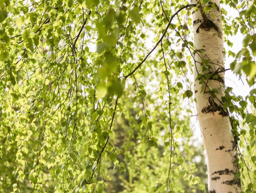 Brzoza w ogrodzie – uprawa i pielęgnacja. Kompleksowy poradnik od A do Z