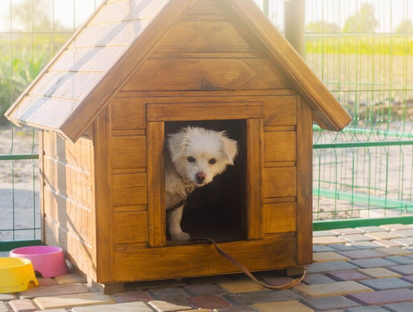 Buda dla psa – projekt do samodzielnego wykonania. Instrukcja