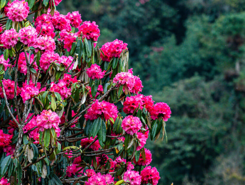 Choroby rododendronów – diagnoza, przyczyny, leczenie, zdjęcia. Praktyczny poradnik