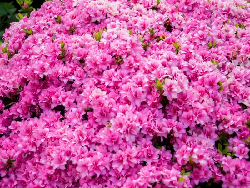 obficie kwitnąca azalia na pniu azalia na pniu w ogrodzie