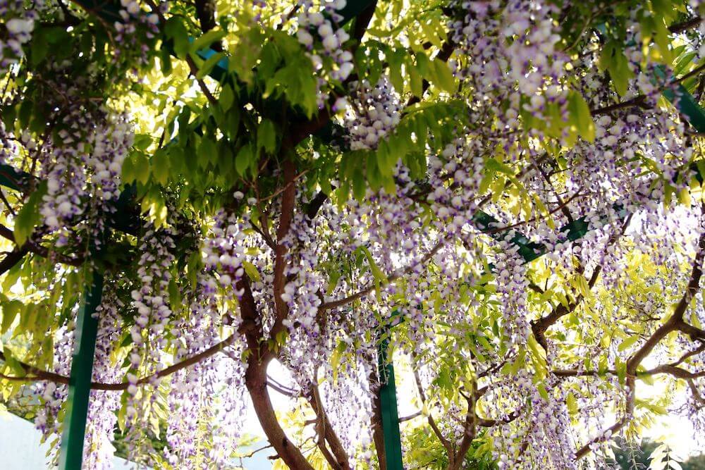 Jak zrobić podpory dla glicynii? Łuk lub brama dla rośliny Brama, po której może piąć się glicynia