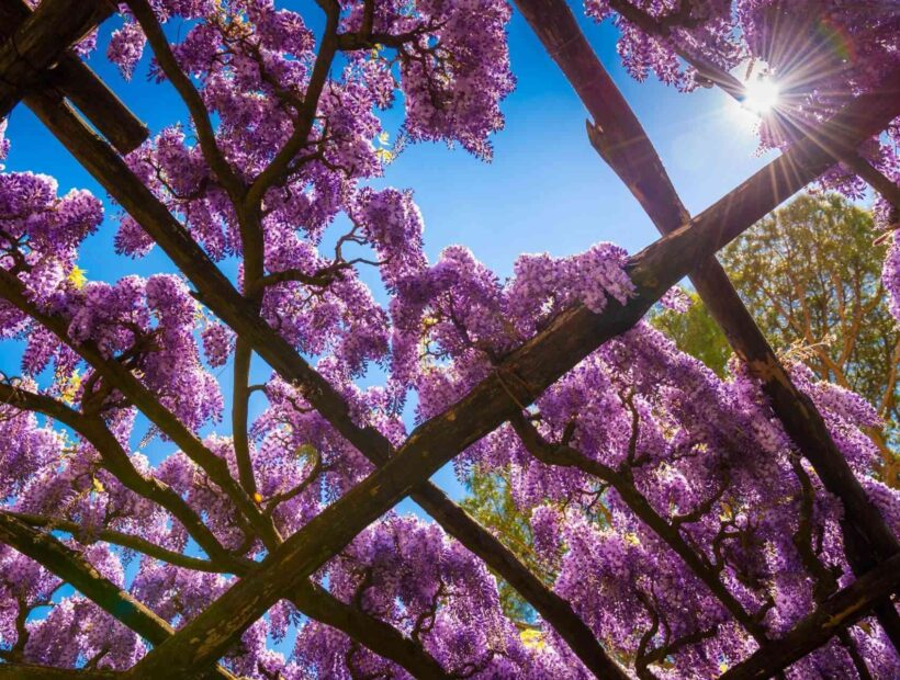 Jak zrobić podpory dla glicynii? Poradnik krok po kroku