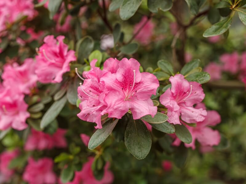 kwiatostany azalii w odcieniach różu kwiatostany azalii w przybliżeniu