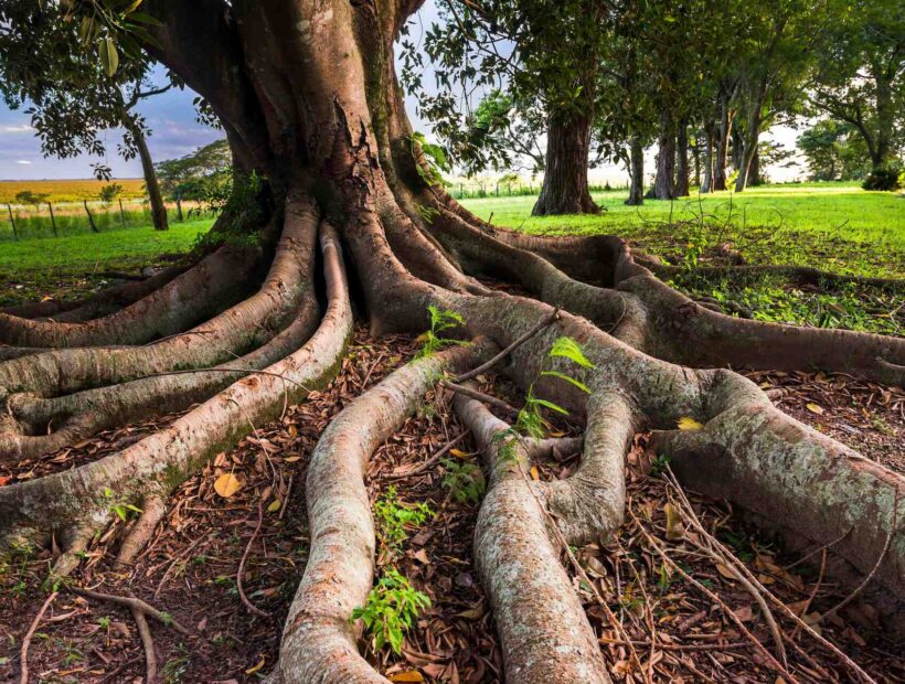 Ocet na korzenie drzew – czy to dobry pomysł?
