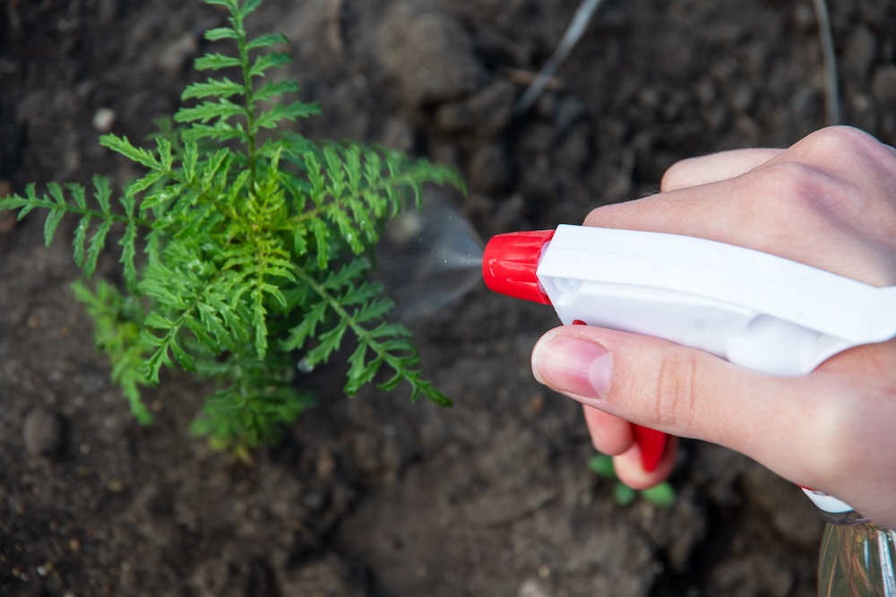 pryskanie na chwast preparatem z butelki 
