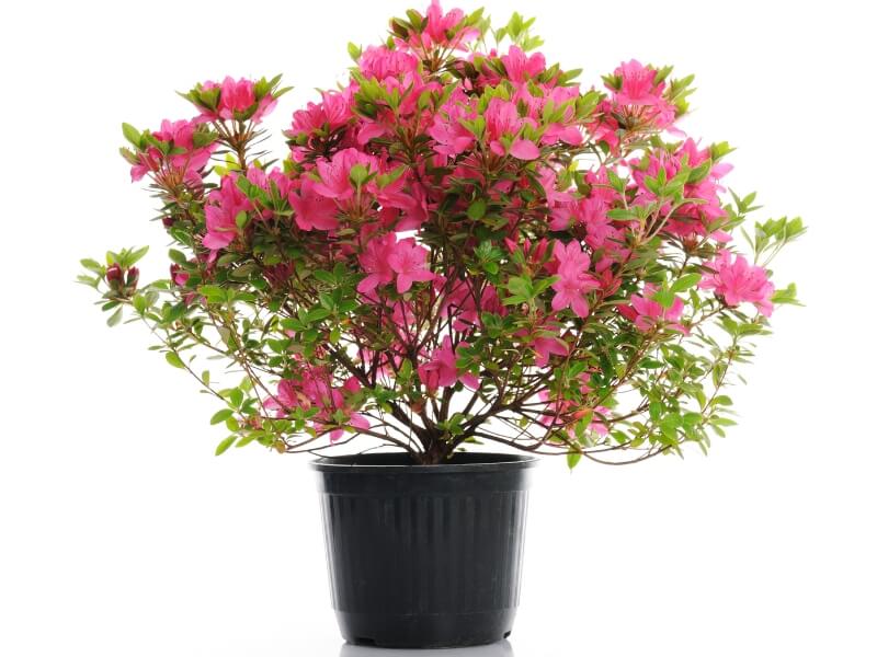 azalia doniczkowa kwitnąca azalia w doniczce