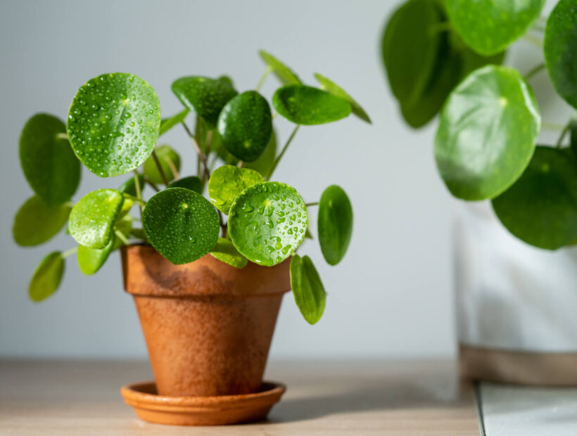 Kwiat pieniążek – jak pielęgnować?