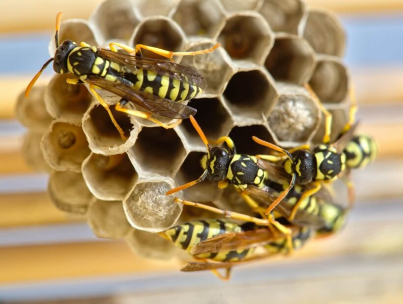 Owad podobny do osy – lista podobnych gatunków i zagrożenia