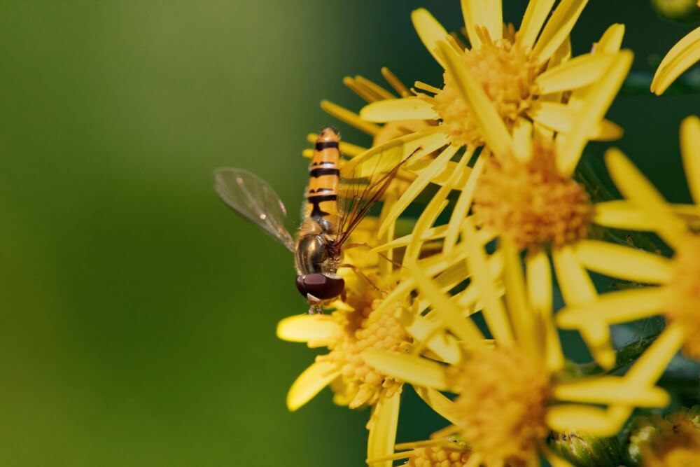 Syrphidae - Bzygi Bzygi (Syrphidae)