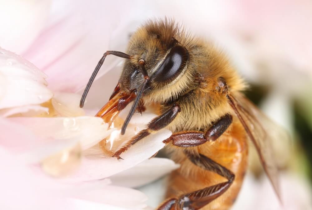 Pszczoła miodna Pszczoła miodna (Apidae)