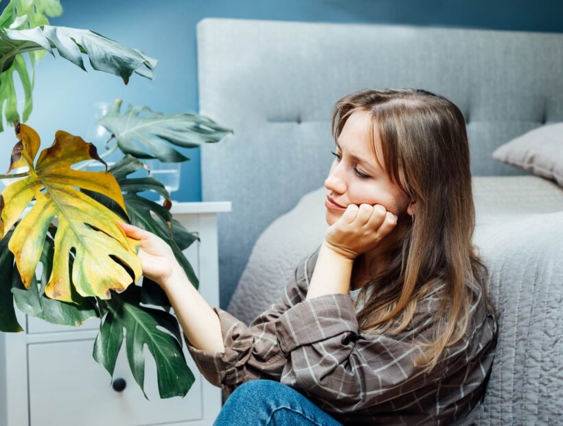 Przelana monstera – sposób na ratunek krok po kroku