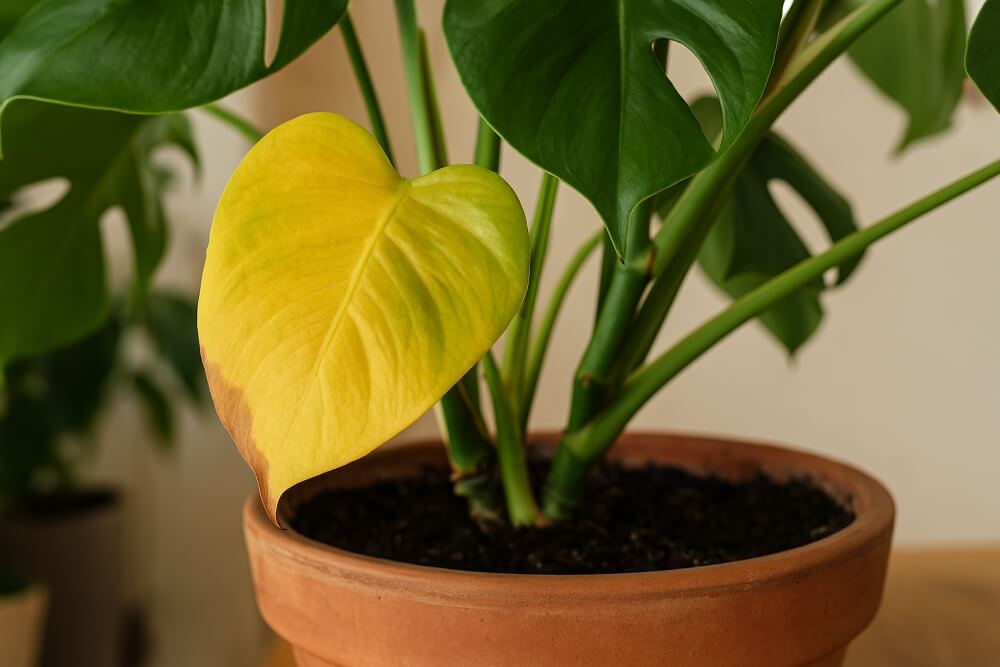 żółty liść przelanej monstery żółty liść monstery