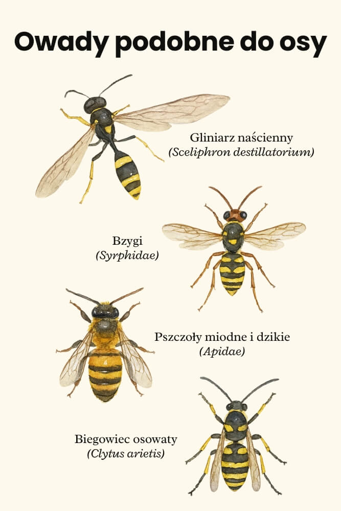 owad podobny do osy - przykładowe owady owad podobny do osy - przykłady