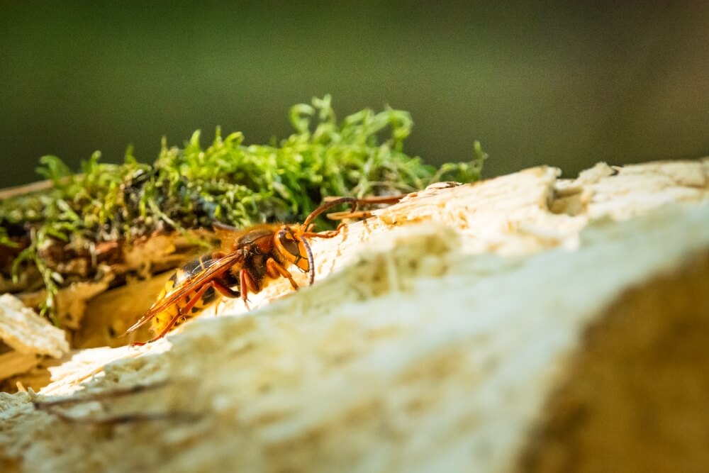 owad podobny do osy - szerszeń szerszeń - owad podobny do osy
