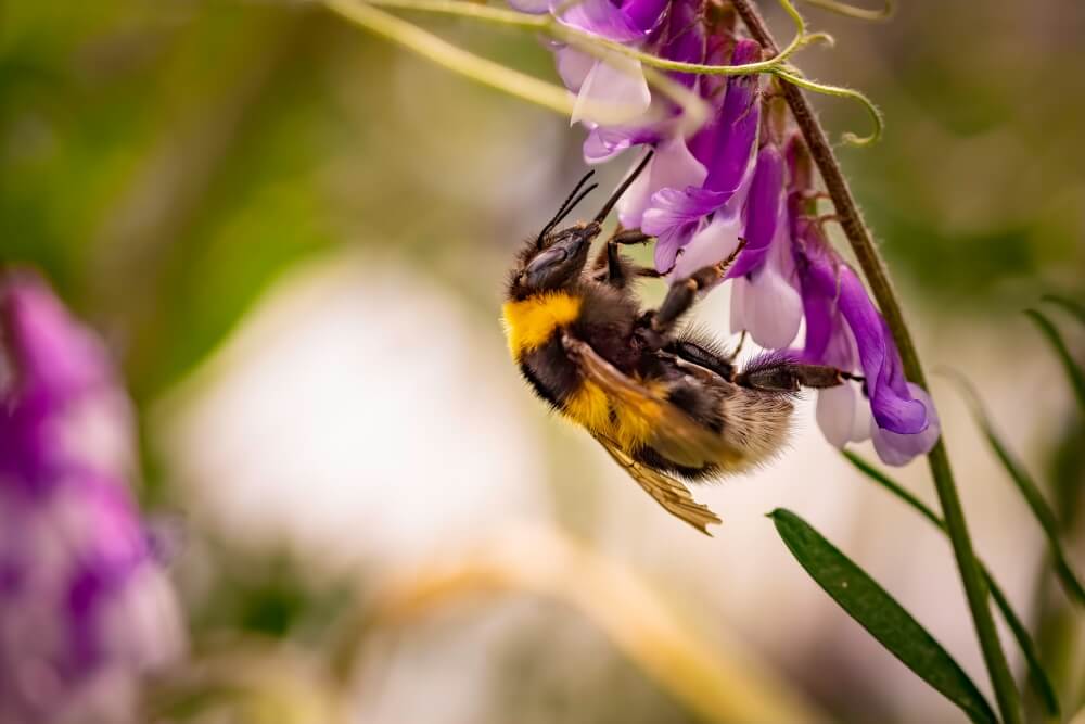 owad podobny do osy - trzmiel trzmiel - owad podobny do osy