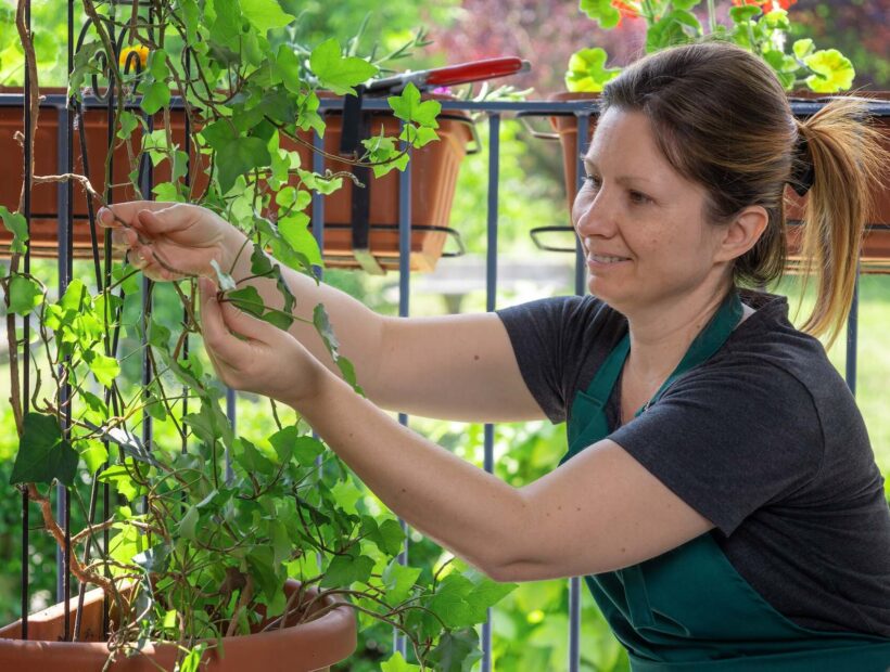 Pnącza na balkon – lista 20 odmian do stworzenia zielonej ściany