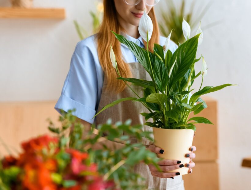 Skrzydłokwiat – jak dbać? 11 zasad uprawy. Kompleksowy poradnik