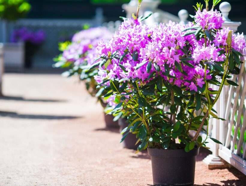 Rododendron w donicy – jak uprawiać? Poradnik